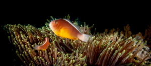 Nosestripe anemonefish or skunk clownfish by Chris Pienaar 